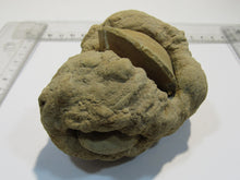 Laden Sie das Bild in den Galerie-Viewer, Baryt Schwerspat Konkretion Steinhardter Erbse 2Muschel Klapperstein Hunsrück, Deutschland