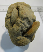 Laden Sie das Bild in den Galerie-Viewer, Baryt Schwerspat Konkretion Steinhardter Erbse 2Muschel Klapperstein Hunsrück, Deutschland