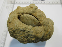 Laden Sie das Bild in den Galerie-Viewer, Baryt Schwerspat Konkretion Steinhardter Erbse 2Muschel Klapperstein Hunsrück, Deutschland