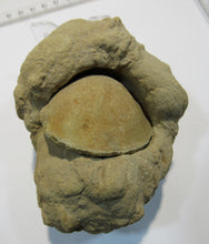 Laden Sie das Bild in den Galerie-Viewer, Baryt Schwerspat Konkretion Steinhardter Erbse 2Muschel Klapperstein Hunsrück, Deutschland