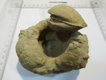 Laden Sie das Bild in den Galerie-Viewer, Baryt Schwerspat Konkretion Steinhardter Erbse 2Muschel Klapperstein Hunsrück, Deutschland