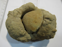 Laden Sie das Bild in den Galerie-Viewer, Baryt Schwerspat Konkretion Steinhardter Erbse 2Muschel Klapperstein Hunsrück, Deutschland