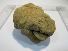 Laden Sie das Bild in den Galerie-Viewer, Baryt Schwerspat Konkretion Steinhardter Erbse 2Muschel Klapperstein Hunsrück, Deutschland