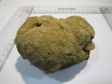 Laden Sie das Bild in den Galerie-Viewer, Baryt Schwerspat Konkretion Steinhardter Erbse 2Muschel Klapperstein Hunsrück, Deutschland