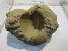 Laden Sie das Bild in den Galerie-Viewer, Baryt Schwerspat Konkretion Steinhardter Erbse 2Muschel Klapperstein Hunsrück, Deutschland