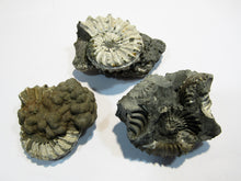 Laden Sie das Bild in den Galerie-Viewer, Ammonit Los 3 Stk. Pyrit- Pleuroceren 3,5-4,5cm Buttenheim, Deutschland