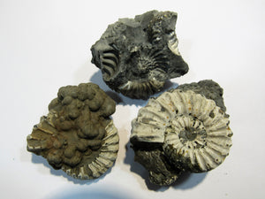 Ammonit Los 3 Stk. Pyrit- Pleuroceren 3,5-4,5cm Buttenheim, Deutschland