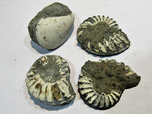 Laden Sie das Bild in den Galerie-Viewer, Ammonit Set Pleuroceren und Miesmuschel Buttenheim, Deutschland