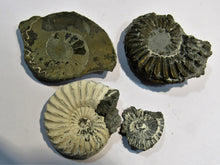 Laden Sie das Bild in den Galerie-Viewer, Ammonit Set Pyrit Pleuroceren auch geschnitten Buttenheim, Deutschland