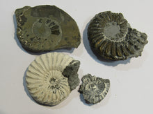 Laden Sie das Bild in den Galerie-Viewer, Ammonit Set Pyrit Pleuroceren auch geschnitten Buttenheim, Deutschland