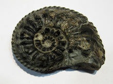 Laden Sie das Bild in den Galerie-Viewer, Ammonit Pleuroceras Lias Kalk 5,8cm Mistelgau Bayreuth, Deutschland