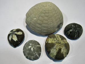Seeigel fossil Sammlung 5 Stk Kreide Flint Ostsee Rügen, Deutschland