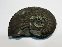 Laden Sie das Bild in den Galerie-Viewer, Ammonit Amaltheus depressus Limonit 5cm Bisingen, Deutschland