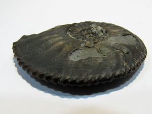 Ammonit Amaltheus depressus Limonit 5cm Bisingen, Deutschland