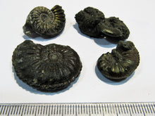 Laden Sie das Bild in den Galerie-Viewer, Ammonit Set 4 Pachydiscus +Pleuroceren Pyrit, Limonit Normandie, Frankreich