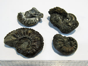 Ammonit Set 4 Pachydiscus +Pleuroceren Pyrit, Limonit Normandie, Frankreich