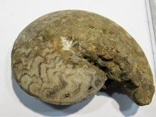 Laden Sie das Bild in den Galerie-Viewer, Ammonit Tissolia calciniert geschliffen Dm 10cm x di3cm Wadi Jarfa, Ägypten
