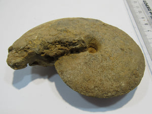 Ammonit Tissolia calciniert geschliffen Dm 10cm x di3cm Wadi Jarfa, Ägypten