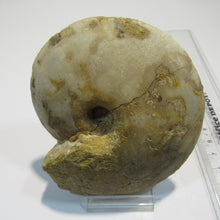 Laden Sie das Bild in den Galerie-Viewer, Ammonit Tissolia calciniert geschliffen Dm 10cm x Di4cm Wadi Jarfa, Ägypten