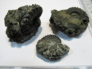 Ammonit drei Pyrit- Pleuroceren 1A Lobenlinien 4 bis 5,5cm Buttenheim, Deutschland