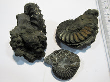 Laden Sie das Bild in den Galerie-Viewer, Ammonit drei Pyrit- Pleuroceren 1A Lobenlinien 4 bis 5,5cm Buttenheim, Deutschland