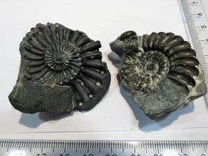 Ammonit Geode Pyrit und ein Abdruck Pleuroceras Buttenheim, Deutschland