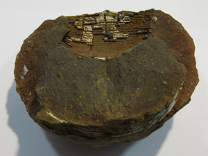 Ammonit Z515 Macrocephalites Galenit Oberjura Sengenthal, Deutschland freeshipping - Mineraldorado