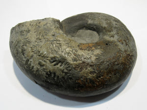 Ammonit Z532 Lytoceras Inrense Lias 13cm 650g Balingen, Deutschland freeshipping - Mineraldorado
