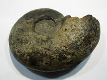 Laden Sie das Bild in den Galerie-Viewer, Ammonit Z532 Lytoceras Inrense Lias 13cm 650g Balingen, Deutschland freeshipping - Mineraldorado