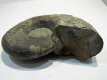 Laden Sie das Bild in den Galerie-Viewer, Ammonit Z532 Lytoceras Inrense Lias 13cm 650g Balingen, Deutschland freeshipping - Mineraldorado