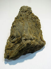 Laden Sie das Bild in den Galerie-Viewer, Holz fossiles Kieselholz Neogen Schlüchtern Hessen 520g, Deutschland