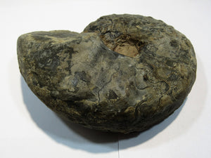 Ammonit Ceratites Muschelkalk Trias 14cm 900g Donaueschingen, Deutschland