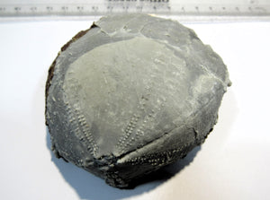 Seeigel fossil Echinocorys sulcata Schalenerhaltung Kreide Normandie, Frankreich