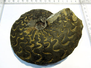 Ammonit Ceratites sublaevijatus 12,5cm Lindach Schweinfurt, Deutschland