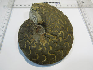 Ammonit Ceratites sublaevijatus 12,5cm Lindach Schweinfurt, Deutschland