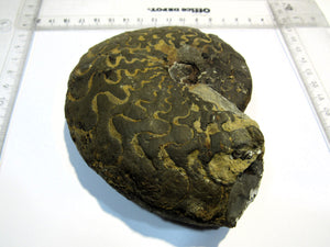 Ammonit Ceratites sublaevijatus 12,5cm Lindach Schweinfurt, Deutschland