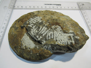 Ammonit Ceratites sublaevijatus 12,5cm Lindach Schweinfurt, Deutschland