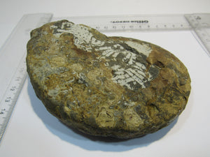 Ammonit Ceratites sublaevijatus 12,5cm Lindach Schweinfurt, Deutschland