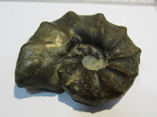 Laden Sie das Bild in den Galerie-Viewer, Ammonit Ceratites spinonsus praecursor Trias Muschelkalk Diemel, Deutschland