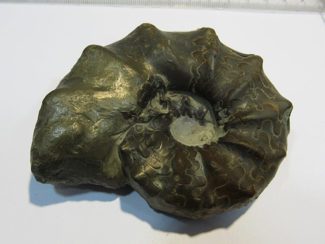 Ammonit Ceratites spinonsus praecursor Trias Muschelkalk Diemel, Deutschland