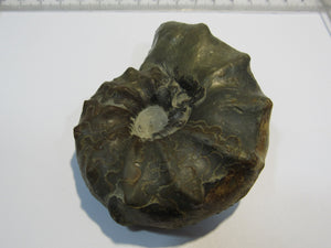 Ammonit Ceratites spinonsus praecursor Trias Muschelkalk Diemel, Deutschland