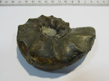 Laden Sie das Bild in den Galerie-Viewer, Ammonit Ceratites spinonsus praecursor Trias Muschelkalk Diemel, Deutschland