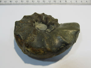 Ammonit Ceratites spinonsus praecursor Trias Muschelkalk Diemel, Deutschland