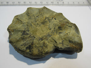 Ammonit Ceratites spinonsus praecursor Trias Muschelkalk Diemel, Deutschland