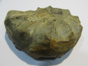 Ammonit Ceratites spinonsus praecursor Trias Muschelkalk Diemel, Deutschland