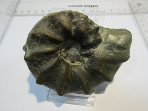 Ammonit Ceratites spinonsus praecursor Trias Muschelkalk Diemel, Deutschland