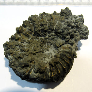 Ammonit Pyrit massiv Pleuroceras mit Pyrit-Konkretionen Mühlhausen, Deutschland