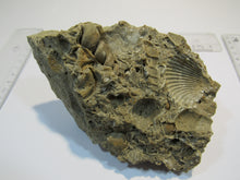 Laden Sie das Bild in den Galerie-Viewer, Schnecken Fossilien Kuchen 13cm Eozän Oberwart Burgenland, Österreich