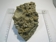 Laden Sie das Bild in den Galerie-Viewer, Schnecken Fossilien Kuchen 13cm Eozän Oberwart Burgenland, Österreich