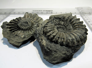 Ammonit Pleuroceras Geode mit Gegenstück + Pilgermuschel Buttenheim, Deutschland